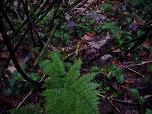 P1050228