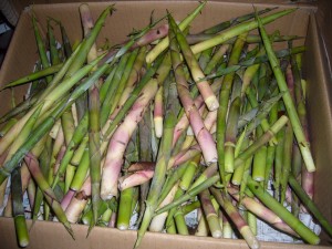 P1050236